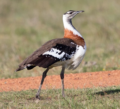 Denham's Bustard male